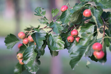 Hawthorn fruit hanging on branches