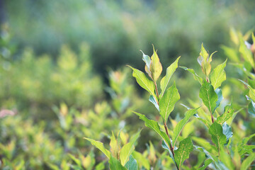 Close-up of green plants in the park