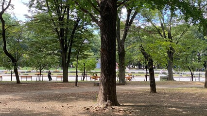 The park under the shadows of the dense tree leaves, Ueno park Tokyo Japan year 2022