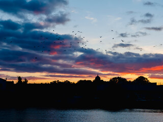 Sunset nature scene in town. Silhouette of flock of birds and town buildings. Warm and cool cloudy...