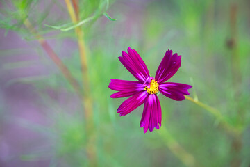 Close-up of open gesang flower