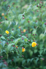 Close-up of yellow wildflowers outdoors