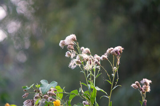 Plant mature seed flocs