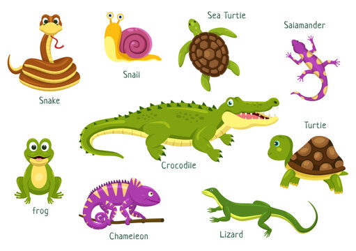 Set of Animal Reptile Template Hand Drawn Cartoon Flat Illustration with Various Types of Reptiles Animals Concept