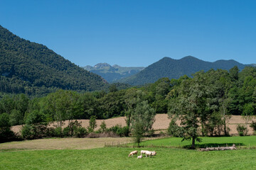 cow herd in green meadow, french pyrenes mountains