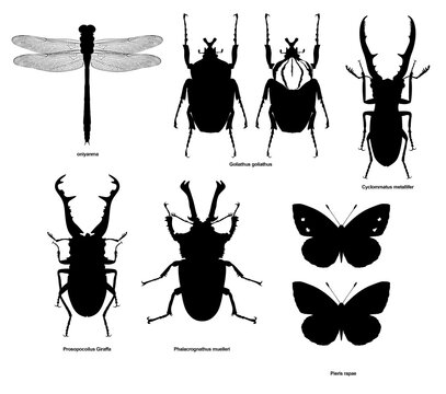 insect silhouette 4  Prosopocoilus Giraffa ギラファノコギリクワガタ Goliathus goliathus ゴライアスオオツノハナムグリ オニヤンマ oniyanma ニジイロクワガタ Phalacrognathus muelleri Pieris rapae モンシロチョウ Cyclommatus metallifer メタリフェルホソアカクワガタ