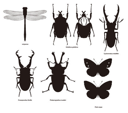 insect silhouette 4  Prosopocoilus Giraffa ギラファノコギリクワガタ Goliathus goliathus ゴライアスオオツノハナムグリ オニヤンマ oniyanma ニジイロクワガタ Phalacrognathus muelleri Pieris rapae モンシロチョウ Cyclommatus metallifer メタリフェルホソアカクワガタ