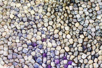 Many colorful seashells with natural real color for background with copy space