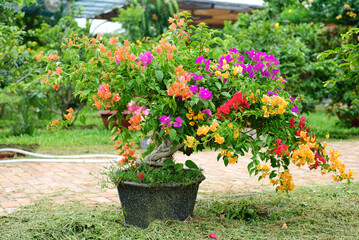 Fototapeta na wymiar Growing multicolorful Bougainvillea flowers in Nha Trang Vietnam