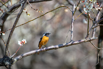 ジョウビタキと梅の花