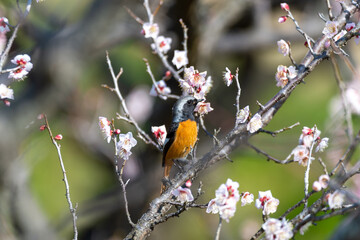 ジョウビタキと梅の花