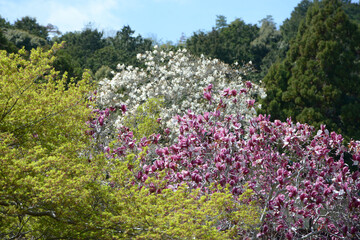 Obraz premium モクレンの花