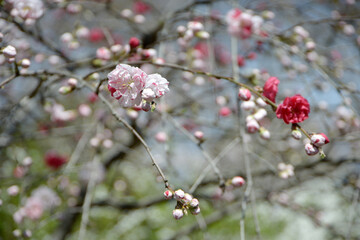 春の二尊院　庭の源平桃　京都市右京区嵯峨