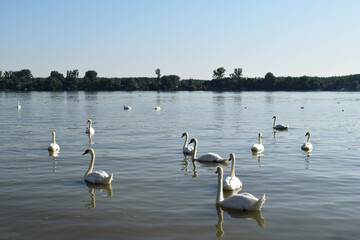 white swans swim on the river