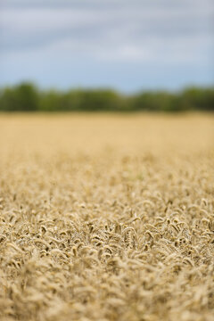 Golden wheat field background with selective focus, Gotland Sweden.
