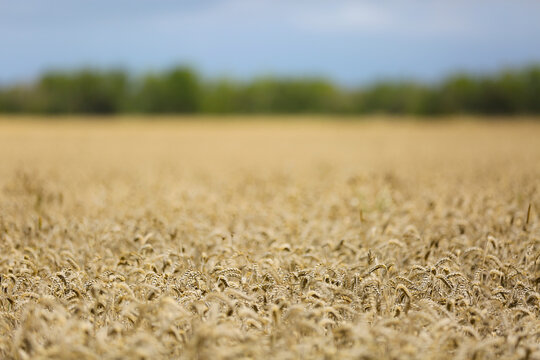 Golden wheat field background with selective focus, Gotland Sweden.
