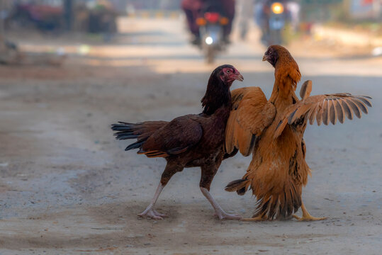 A cockfight is an organized fight between two roosters held in a ring called a cock pit. These birds called gamecocks are bred and conditioned for increased strength and stamina
