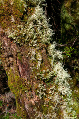 Lake St Clair Australia, lichens and moss growing on a tree trunk