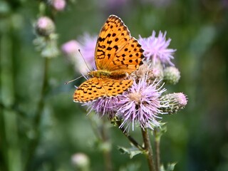 Papillon sur une fleur