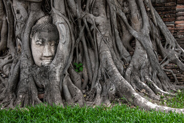 Buddha head in a tree, Changwat Ayutthaya