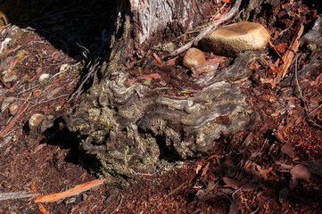 Lake St Clair Australia, moss growing on tree roots in alpine forest