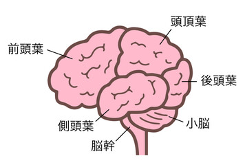 横から見た脳　側面図　中枢神経　脳みそ　名称付き