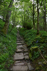 Fototapeta na wymiar Hidden Woodland Nun Steps in a Forest