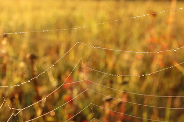 dew drops on a spider's web, autumn mood