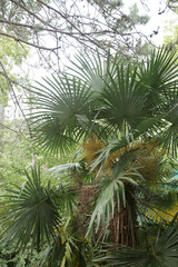 southern palm tree with large green leaves
