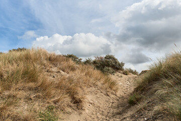 marram grass on dunes and storm clouds at Malo-Les-Bains beach in Dunkirk, france