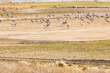 Grupo de grullas (grus grus) comiendo al lado de la Laguna de Gallocanta. Teruel, Aragón, España, Europa.