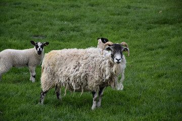 Ram with a Pair of Lambs in the Spring