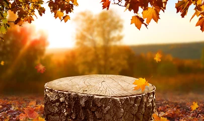 Poster Beautiful autumn landscape with  stump in the forest. Colorful foliage in the park. Falling leaves natural background. Mockup podium for product presentation. © Lilya