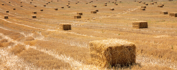 Hay bales on the field after harvest. Panoramic view