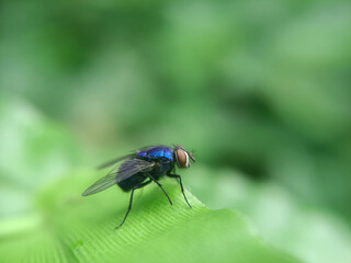 blue fly on green leaf