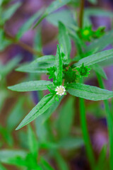 Selective focus of Eclipta prostrata commonly known as false daisy, Karisalankanni or Bhringraj in Sanskrit,used as ayurvedic or herbal medicine for hair-fall