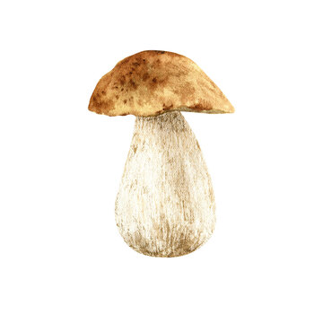 Forest autumn mushroom. Watercolor illustration isolated hand painted