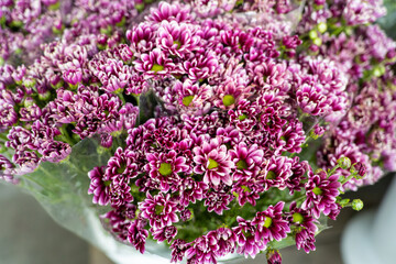 Close-up of flowers at the flower seller on the street