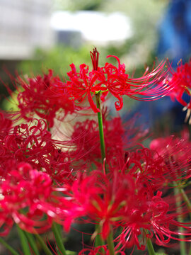 彼岸花