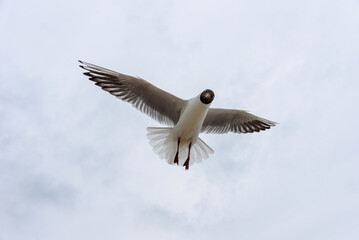 Möwe im Tiefflug an der Ostsee, Usedom