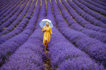 A middle-aged woman in a lavender field walks under an umbrella on a rainy day and enjoys aromatherapy. Aromatherapy concept, lavender oil, photo session in lavender