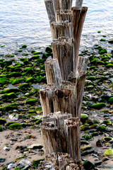 wooden poles and moss on the rocks at the beach