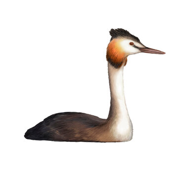 Illustration grebe isolated on transparent background.