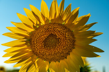 Obraz premium Half of a sunflower flower against a blue sky. The sun shines through the yellow petals. Agricultural cultivation of sunflower for cooking oil.