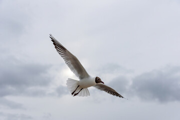 Black-headed gull. Gull. Seagull. In flight o a cloudy sky.