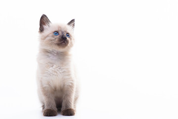 Funny little fluffy kitten looks up curiously