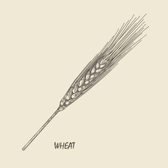 Spikelet of wheat. Handmade graphics engraved with ink. Victorian style lithograph. Vintage engraving. Sketchy hand drawn vector botanical illustration.