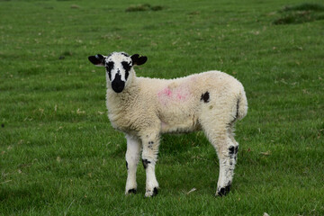 Obraz premium White and Black Lamb in a Grass Field