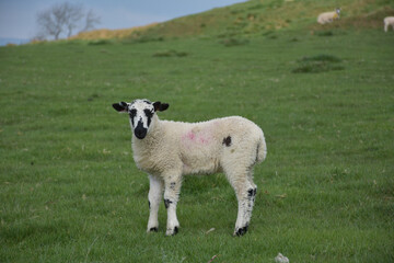Fototapeta premium Adorable White and Black Lamb in a Field