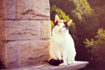 chat au couché du soleil